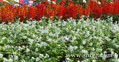 3-flowerbeds.jpg