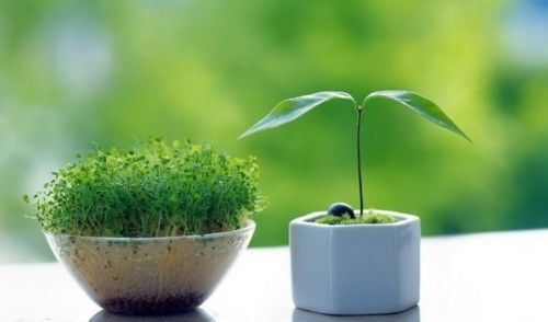 办公室门前风水植物摆放细则