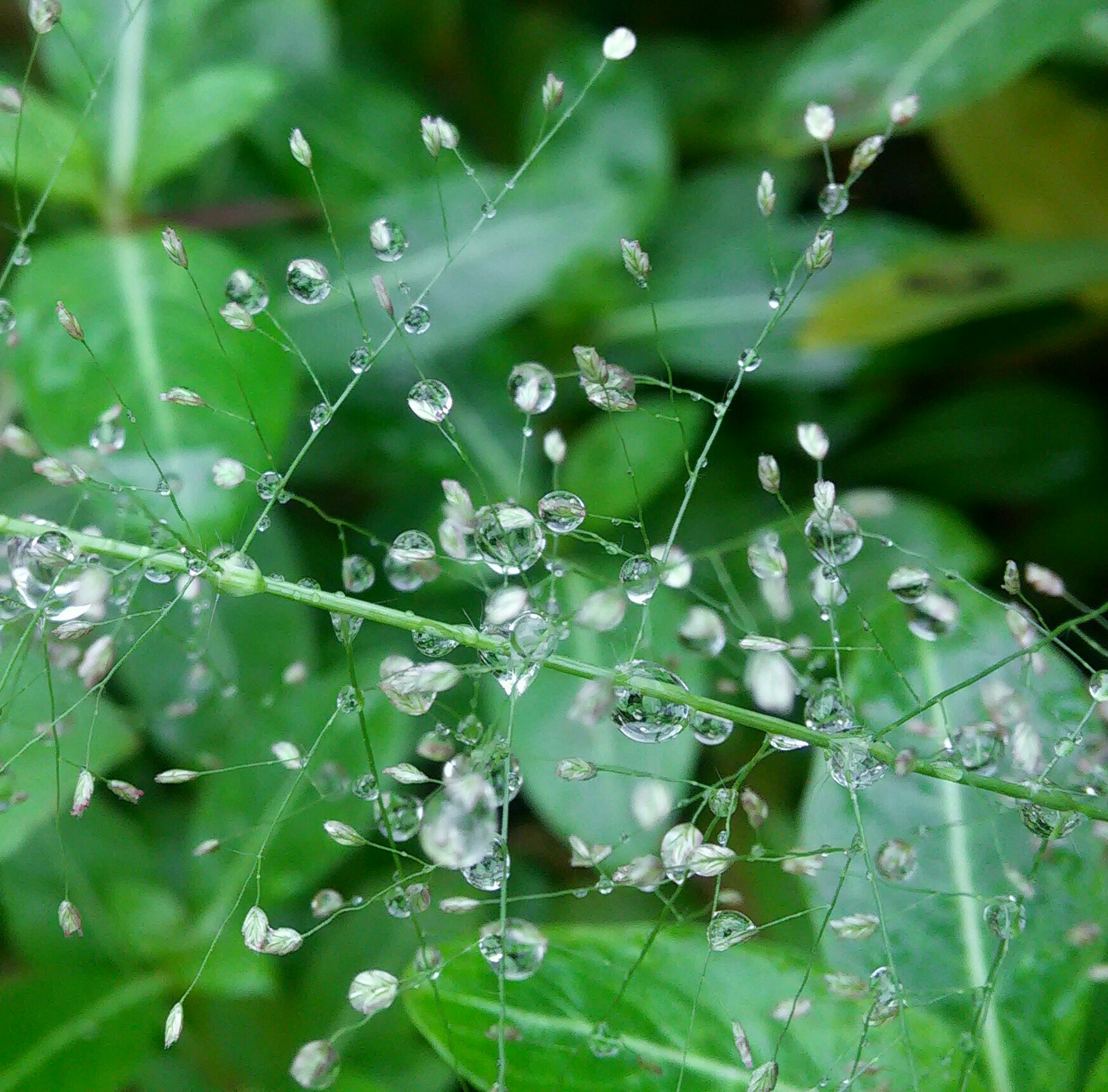 晶莹的雨滴