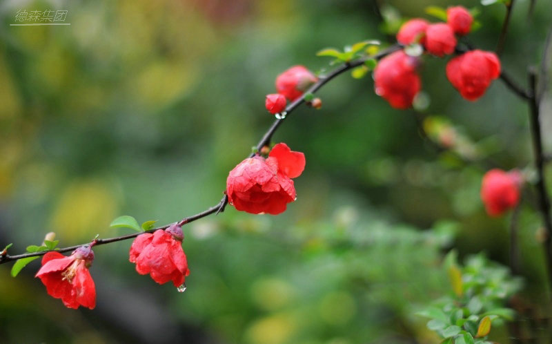 春雨季节1.jpg