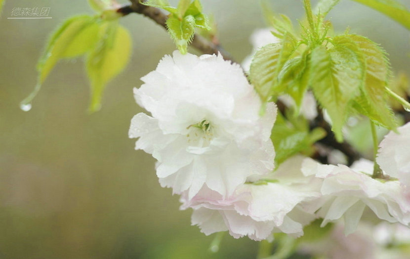 春雨季节3.jpg