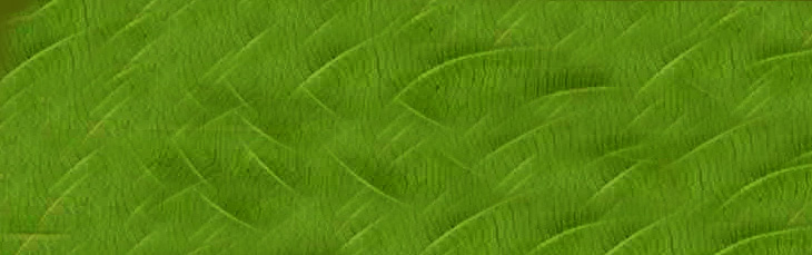 arch24_leaf-01.jpg