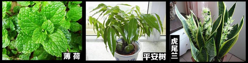 卫生间盆栽02.jpg