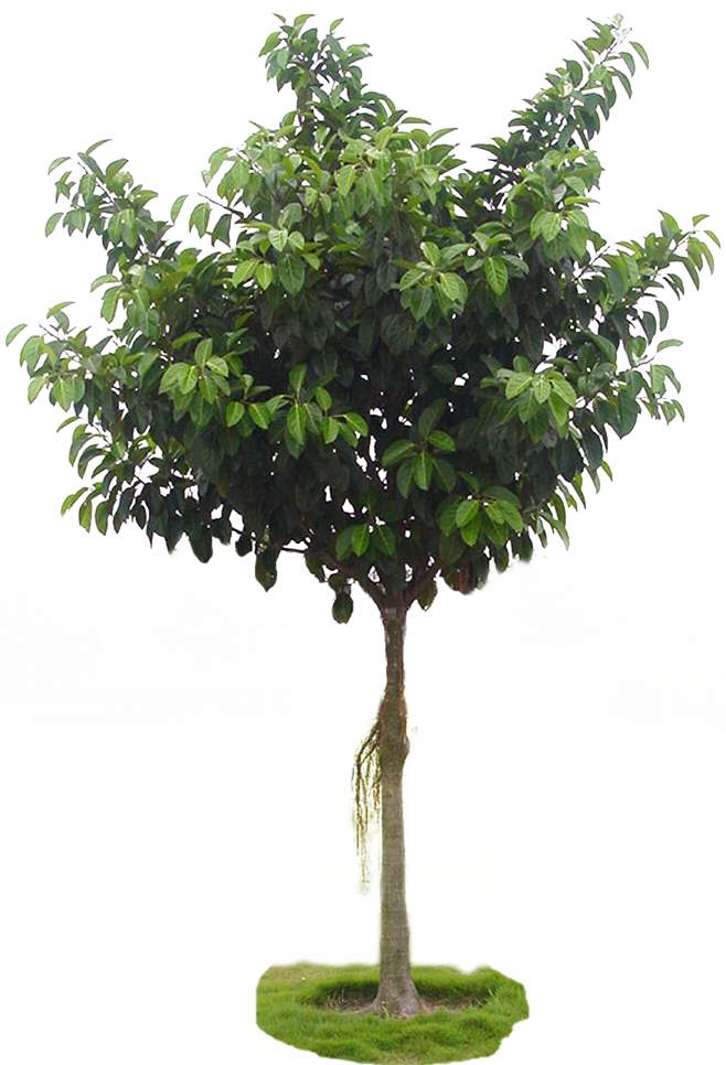 常绿阔叶树31.jpg