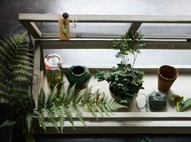 满屋绿意，生机勃勃
