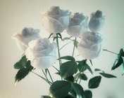 白玫瑰花瓶 max2012 带贴图