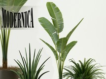 几个室内植物盆栽模型