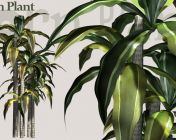高精度植物模型