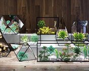 简约多肉植物 几何玻璃花房 玻璃罩装饰摆件 max2010 带贴图
