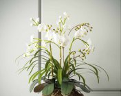 国外高精装饰植物 兰花组合模型 max2014 贴图材质齐全