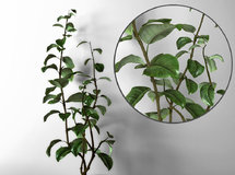 写实现代盆栽植物装饰品-MAX2010 带贴图