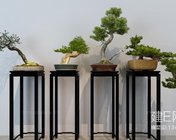 松柏盆景植物模型