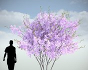 4款樱花树模型 max2012 带贴图
