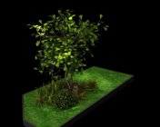 景观植物小树 max2014 带贴图